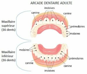 Chez l’enfant - Les différences de dentition entre l’enfant et l’adulte