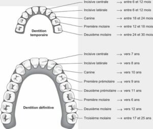 Chez l’enfant - Les différences de dentition entre l’enfant et l’adulte