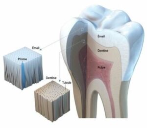 La constitution de la dent - La constitution et les fonctions des dents