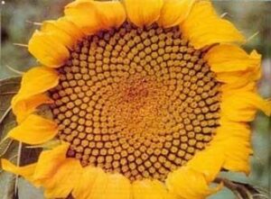 la Pyramide de Khéops l’Homme de Vitruve la fleur de tournesol La Voie Lactée La Joconde - Embellir son sourire ou une d