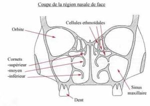 La respiration nasale VS la respiration buccale - La croissance harmonieuse du visage
