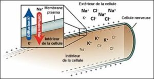 L’effet de la douleur peut aussi être diminué en utilisant du potassium. Pourquoi ? - La composition des dentifrices act