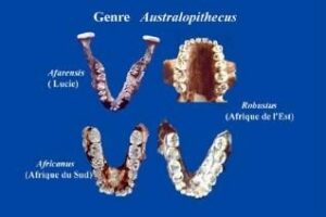 Les dents au service de la paléontologie - Un peu d’histoire