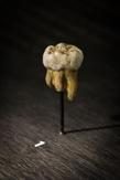 Les dents au service de la paléontologie - Un peu d’histoire