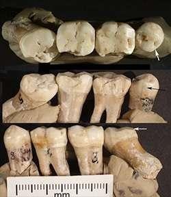 Les dents au service de la paléontologie - Un peu d’histoire