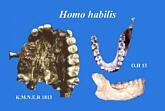 Les dents au service de la paléontologie - Un peu d’histoire
