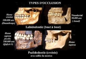 Les dents au service de la paléontologie - Un peu d’histoire