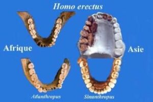 Les dents au service de la paléontologie - Un peu d’histoire